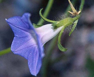 Ipomoea hederacea