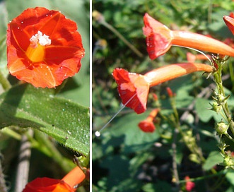 Ipomoea hederifolia