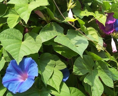 Ipomoea indica