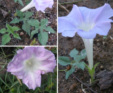 Ipomoea lindheimeri