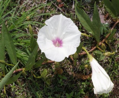 Ipomoea longifolia