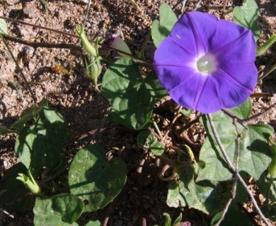 Ipomoea nil