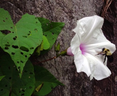 Ipomoea pandurata