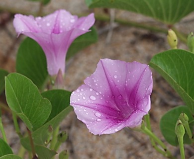 Ipomoea pes-caprae