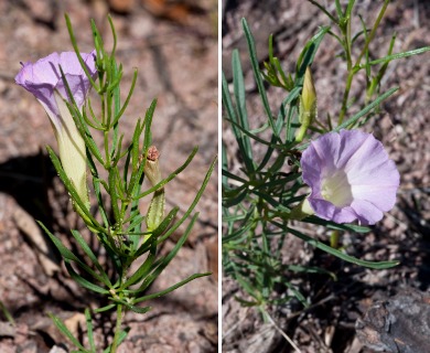 Ipomoea plummerae