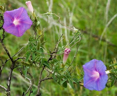 Ipomoea pubescens