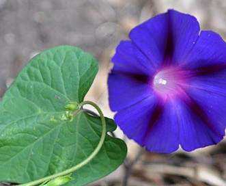 Ipomoea purpurea