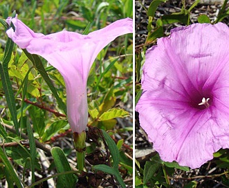 Ipomoea sagittata