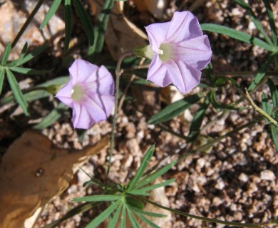 Ipomoea ternifolia