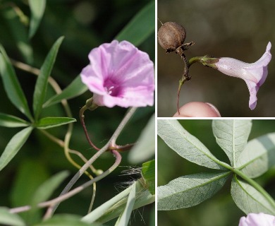 Ipomoea wrightii