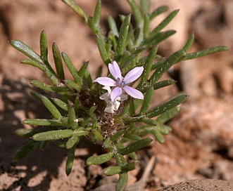 Ipomopsis pumila