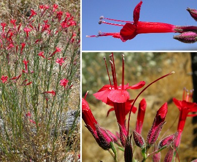 Ipomopsis tenuifolia