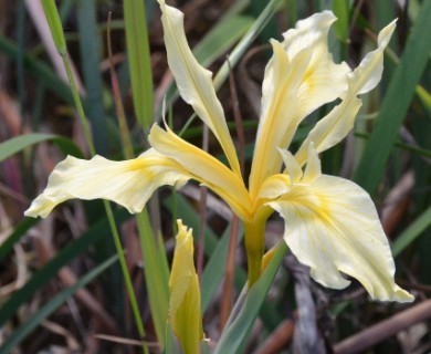 Iris fernaldii