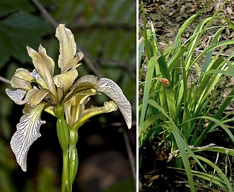 Iris foetidissima