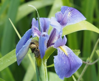 Iris giganticaerulea