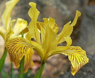 Iris innominata