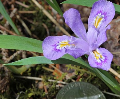 Iris lacustris