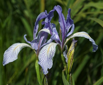 Iris longipetala