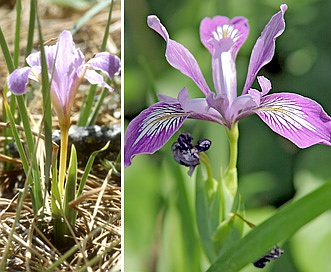 Iris macrosiphon