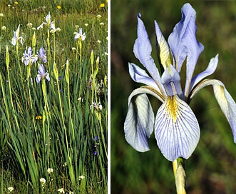 Iris Missiouriensis Seeds - Wild Blue Flag Iris Flower Seed