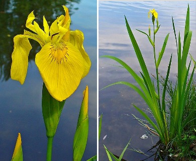 Iris pseudacorus