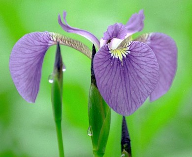 Iris setosa