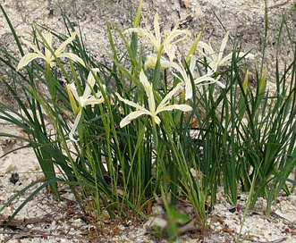 Iris tenuissima