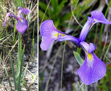 Iris tridentata