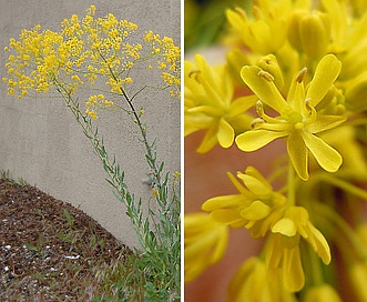 Isatis tinctoria