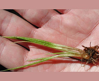 Isoetes echinospora