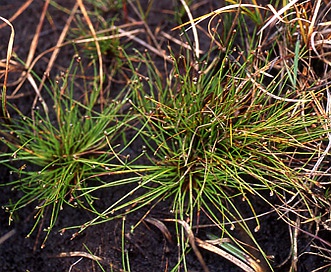 Isolepis cernua