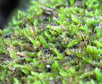 Isopterygium tenerum