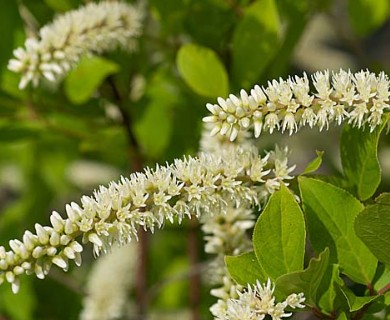 Itea virginica