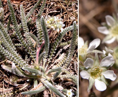 Ivesia argyrocoma