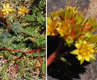 Ivesia gordonii