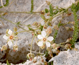 Ivesia kingii