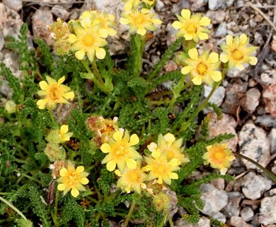 Ivesia pygmaea