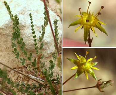 Ivesia sabulosa