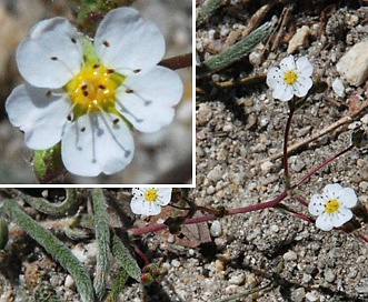 Ivesia santolinoides