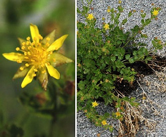 Ivesia saxosa