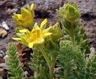 Ivesia shockleyi