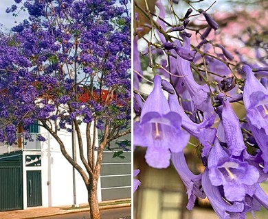 Jacaranda mimosifolia