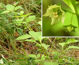 Jaltomata procumbens