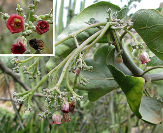 Jatropha cinerea