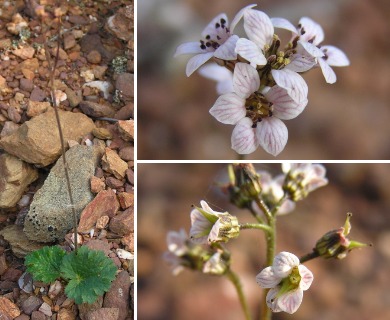 Jepsonia malvifolia