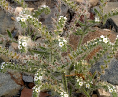 Johnstonella angustifolia