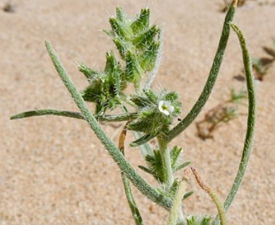 Johnstonella costata