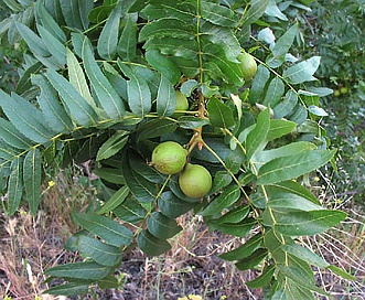 Juglans californica