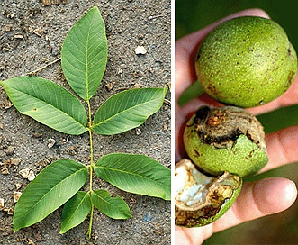 Juglans regia