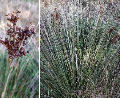 Juncus acutus